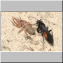 Anoplius infuscatus - Wegwespe 02d 12mm habe ihr die Spinne weggenommen und umgedreht.jpg